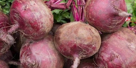 Kako čuvati cveklu zimi u podrumu